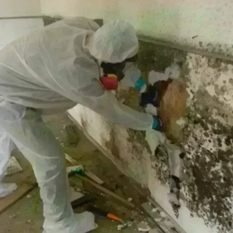 Mold Remediation and Removal in El Rio, CA